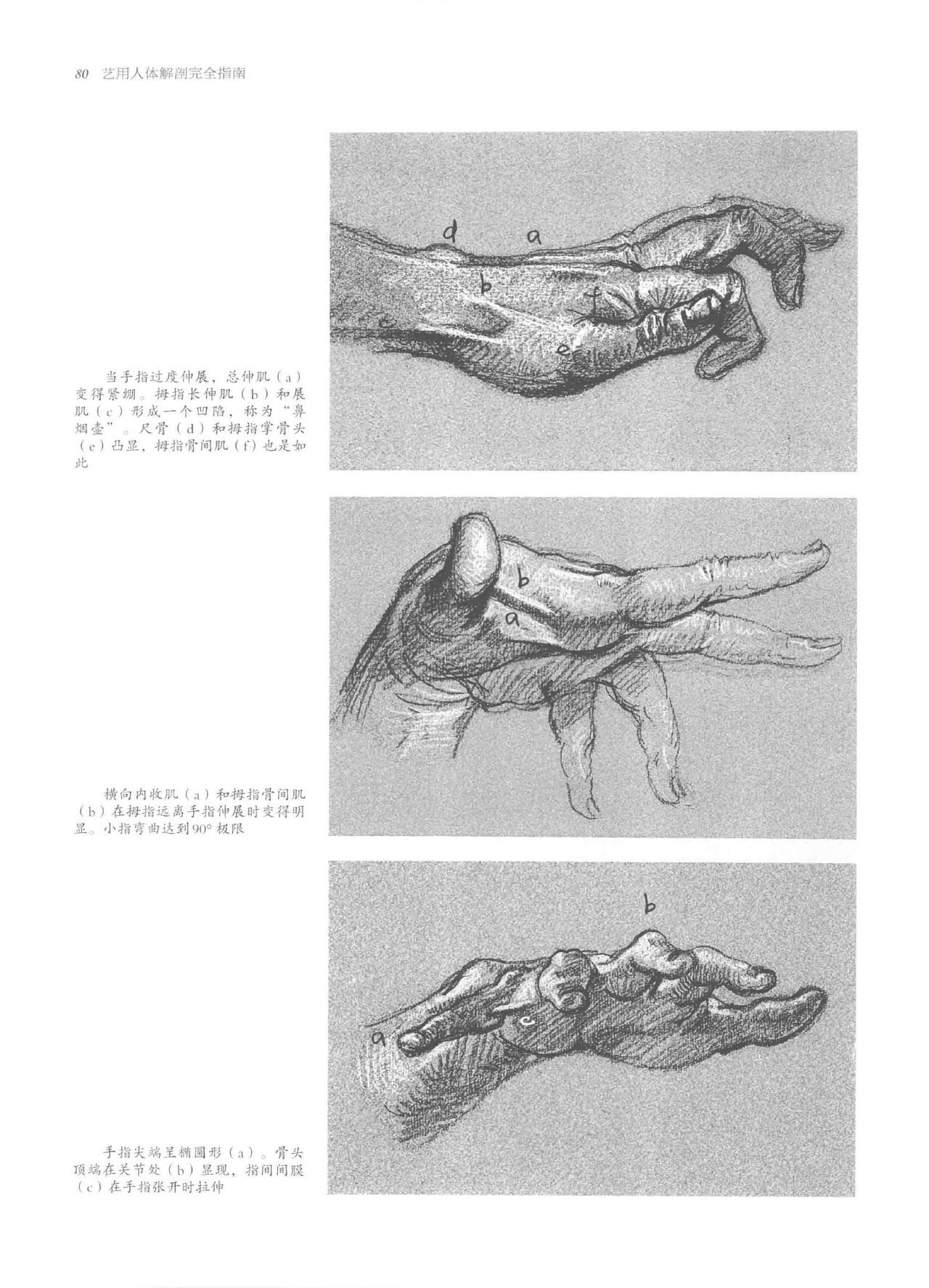 Anatomy-A Complete Guide for Artists - Joseph Sheppard [Chinese] 80