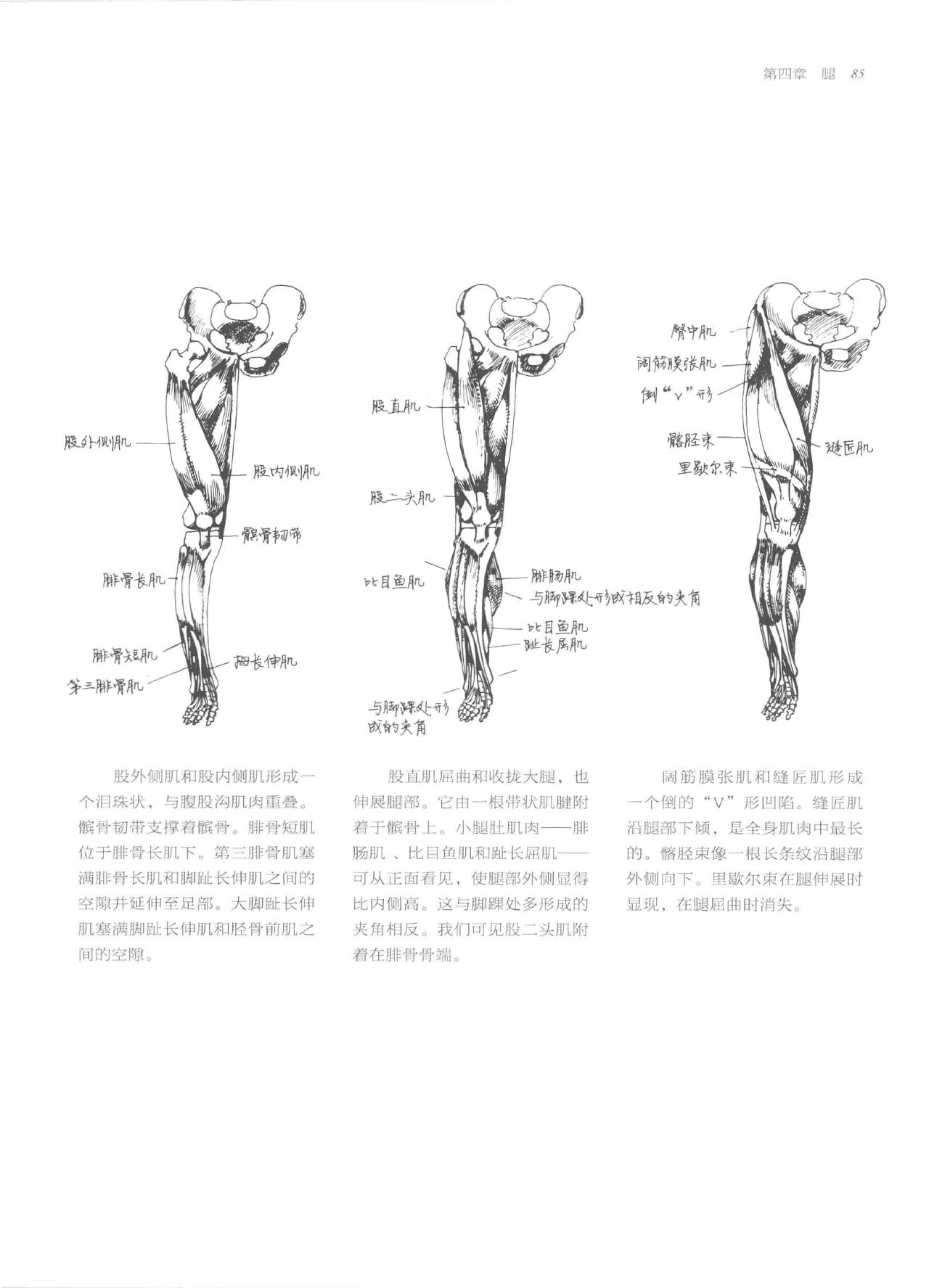 Anatomy-A Complete Guide for Artists - Joseph Sheppard [Chinese] 85