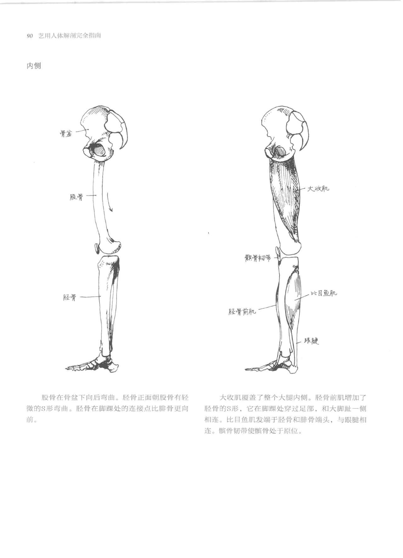 Anatomy-A Complete Guide for Artists - Joseph Sheppard [Chinese] 90