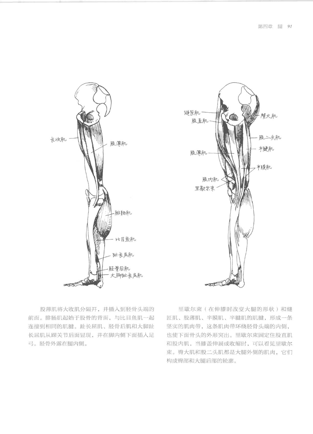 Anatomy-A Complete Guide for Artists - Joseph Sheppard [Chinese] 91