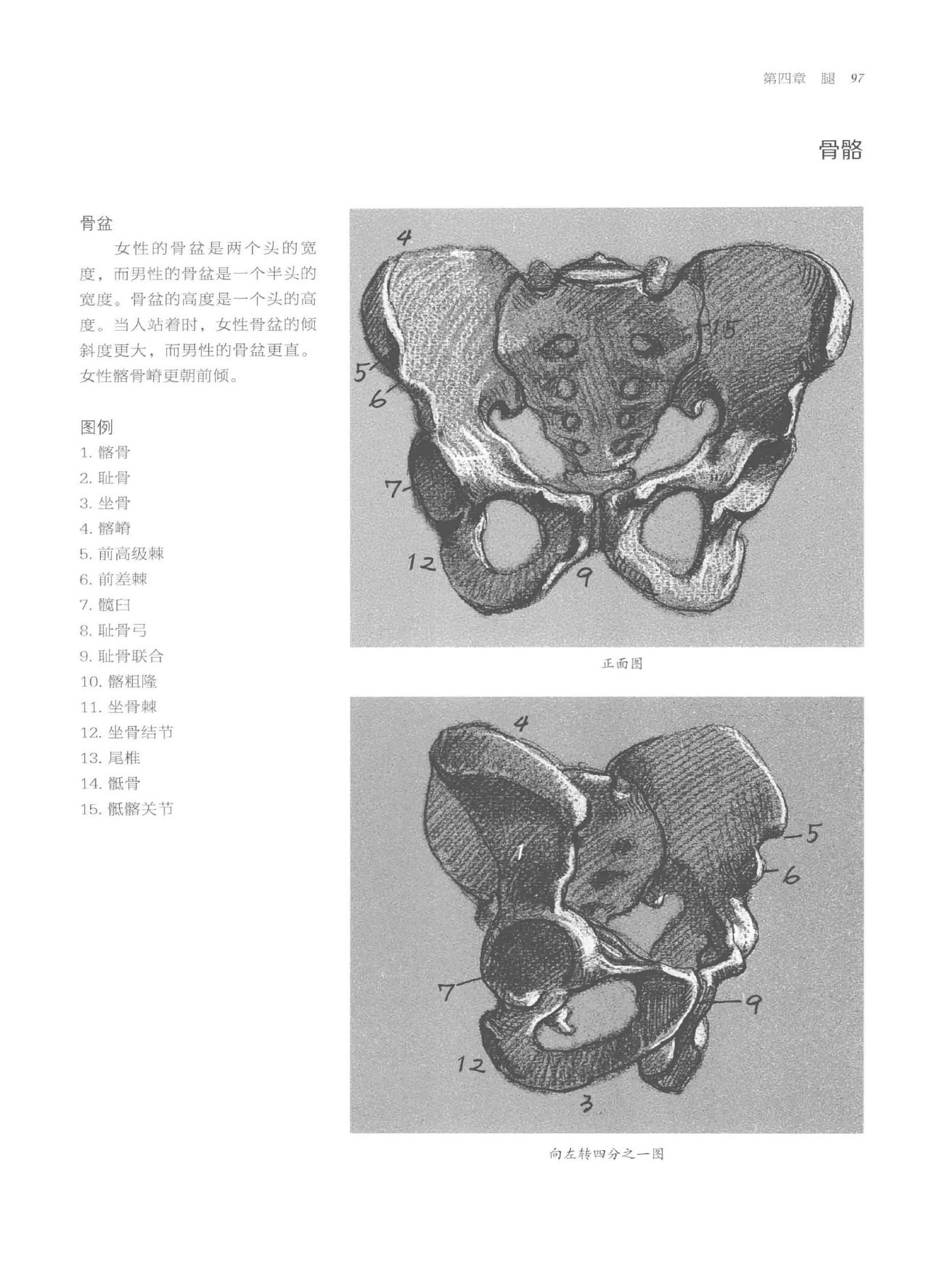 Anatomy-A Complete Guide for Artists - Joseph Sheppard [Chinese] 97